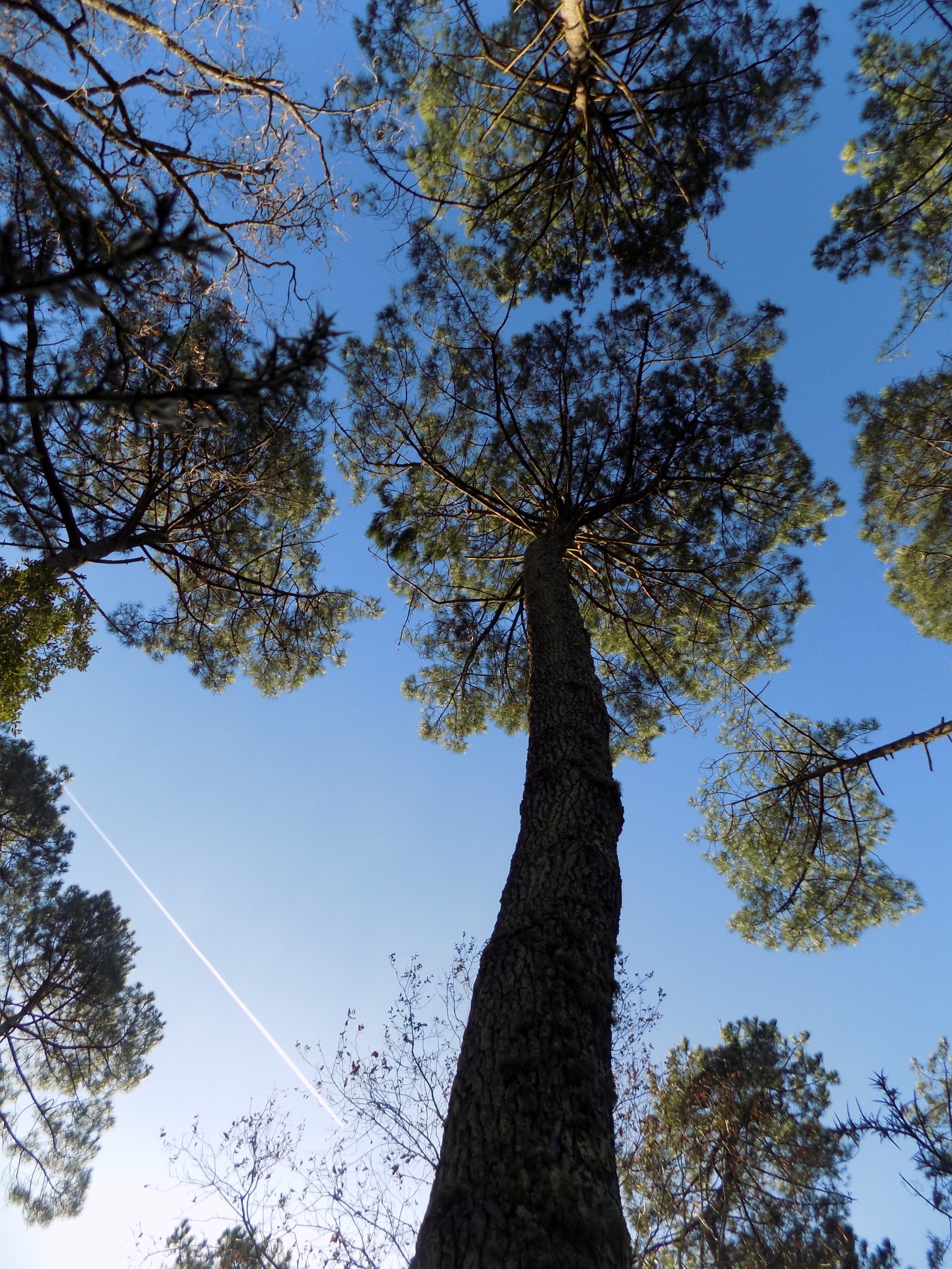 Pins vus depuis le sol dans une forêt