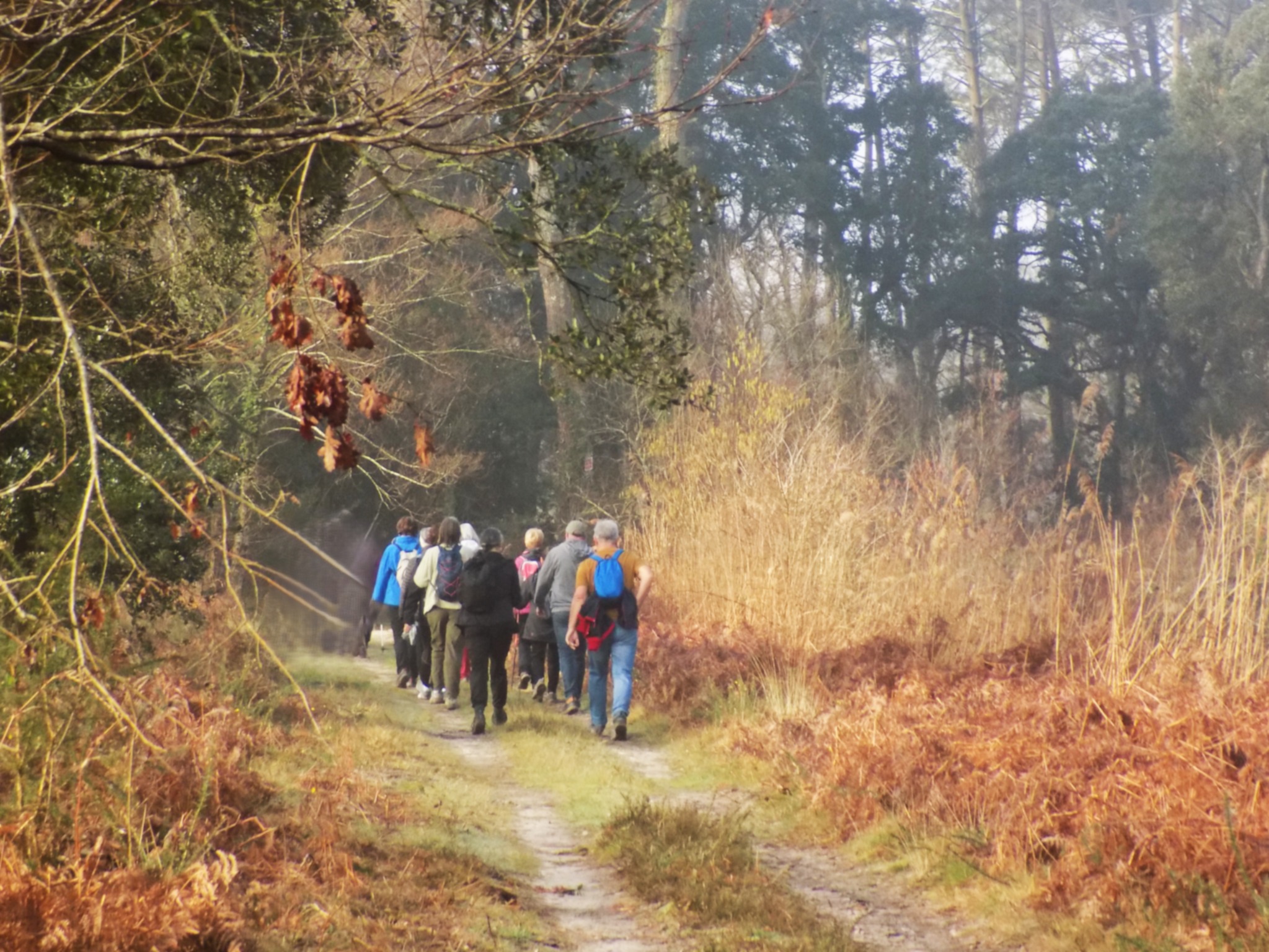 Groupe en marche sur un chemin forestier